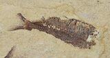 Fossil Fish (Gosiutichthys) Mortality Plate - Lake Gosiute #61568-2